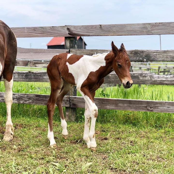 As-yet unnamed colt birthed by Hope, horse rescued from eastern Kentucky